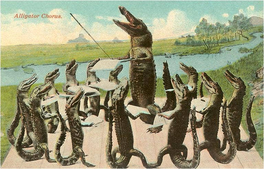 Postcard FL-781 Alligator Chorus