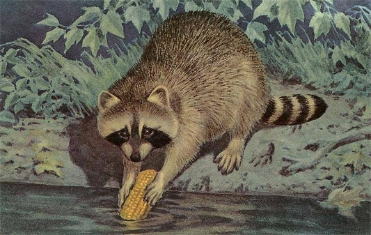 Postcard AN-227 Raccoon Washing Corn