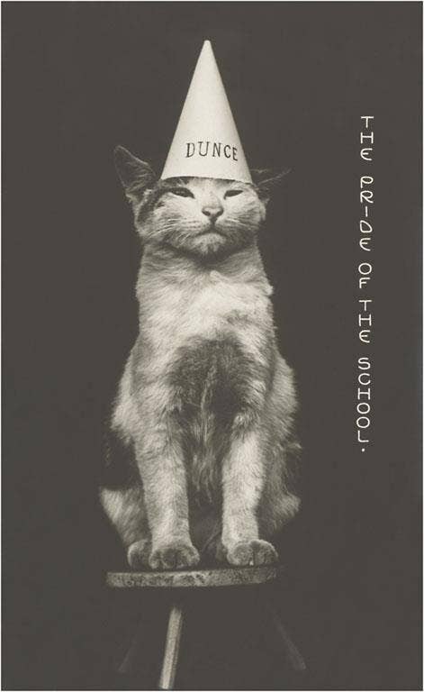 Postcard KC-30 Cat in Dunce Cap