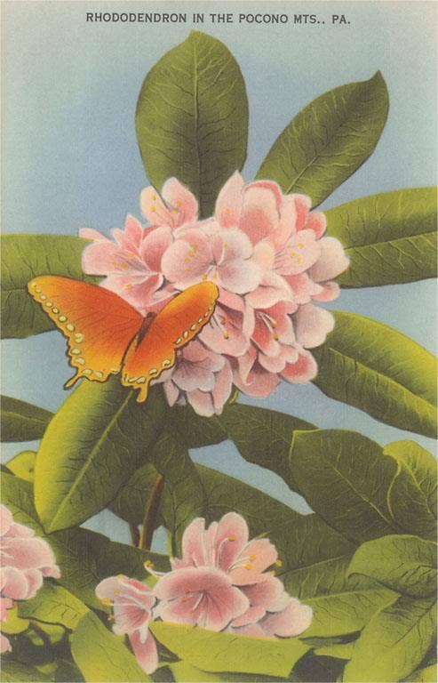 Postcard PA-590 Rhododendron, Poconos