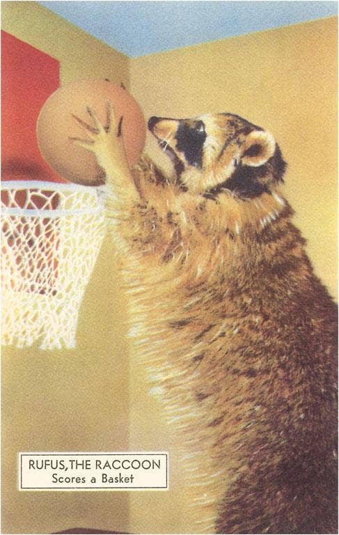 Postcard NP-527 Raccoon Playing Basketball